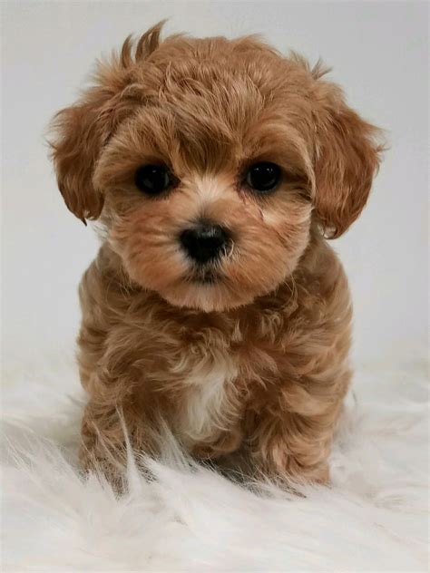 Maltipoo Teacup Yorkie Poo