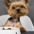 Manage Yorkie Food Sensitivities