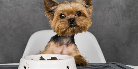 Manage Yorkie Food Sensitivities