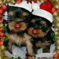 Merry Christmas Yorkie