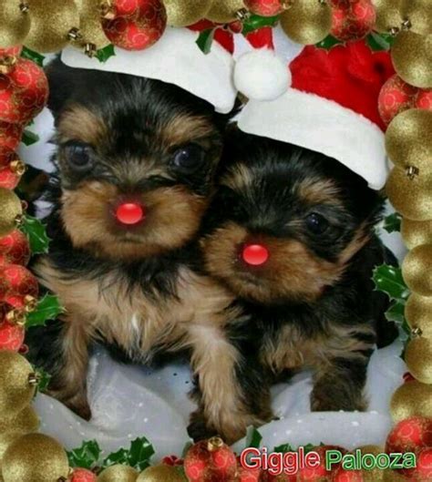 Merry Christmas Yorkie