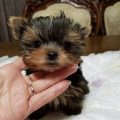 Micro Teacup Yorkie Lifespan