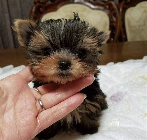 Micro Teacup Yorkie Lifespan