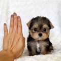 Micro Teacup Yorkie Price