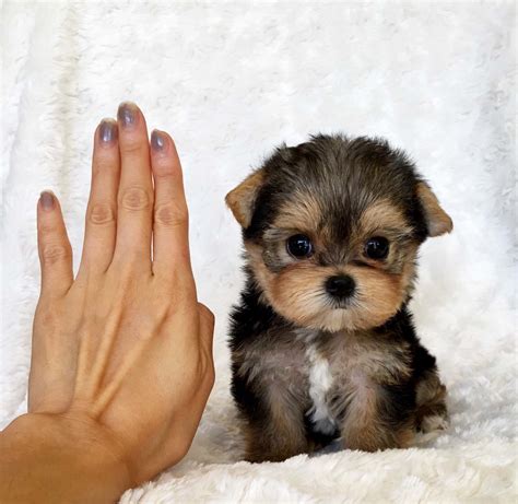 Micro Teacup Yorkie Price