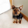 Min Pin And Yorkie Mix