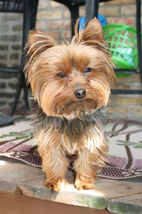 Minature Yorkies