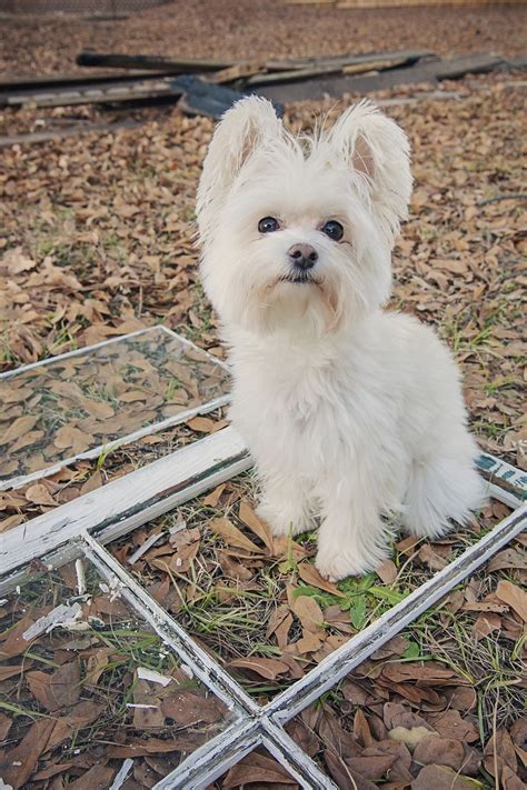 Mini Maltese Yorkie Mix