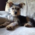 Mini Schnauzer And Yorkie Mix