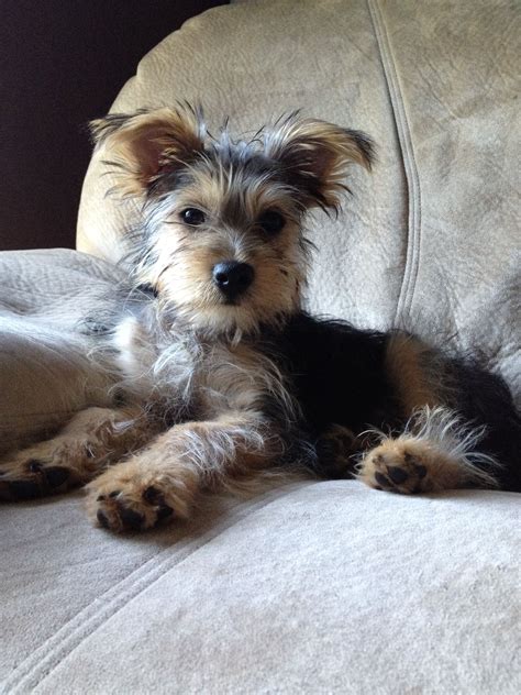 Mini Schnauzer And Yorkie Mix