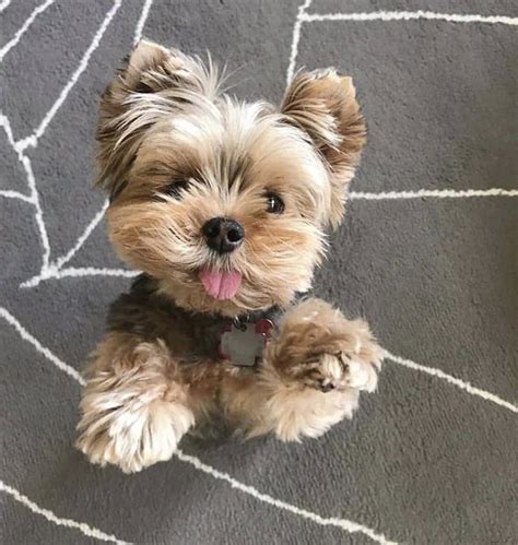 Mini Teacup Yorkshire Terrier