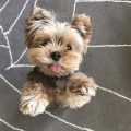 Mini Toy Yorkie