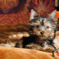 Mini Toy Yorkshire Terrier