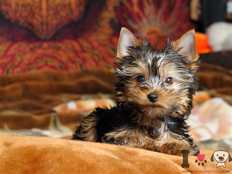 Mini Toy Yorkshire Terrier