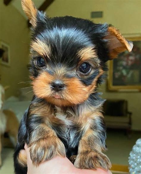 Mini Yorkie Lifespan