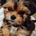 Mini Yorkie Shih Tzu Mix