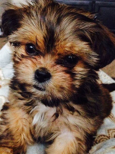 Mini Yorkie Shih Tzu Mix