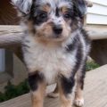 Miniature Australian Shepherd Yorkie Mix