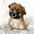 Miniature Maltese Yorkie Puppies