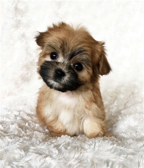 Miniature Maltese Yorkie Puppies