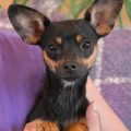 Miniature Pinscher And Yorkie Mix