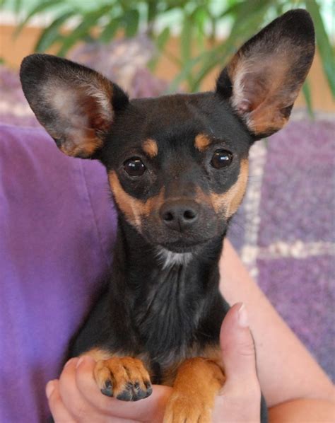 Miniature Pinscher And Yorkie Mix