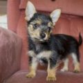 Miniature Pinscher Yorkie Mix Puppies