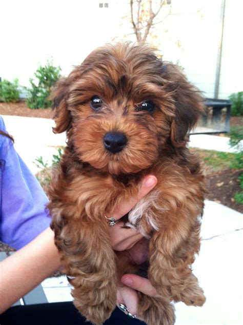 Miniature Poodle Yorkie Mix