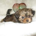 Miniature Yorkie Shih Tzu