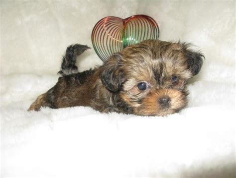 Miniature Yorkie Shih Tzu