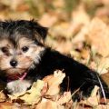 Mix Breed Yorkie And Maltese