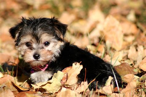 Mix Breed Yorkie And Maltese