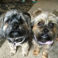 Mixed Breed Yorkie And Shih Tzu