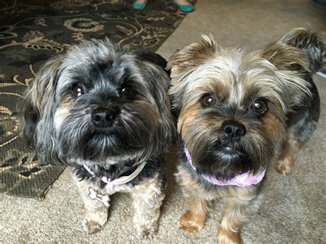 Mixed Breed Yorkie And Shih Tzu