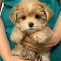 Morkie Maltese Yorkie Mix Puppies