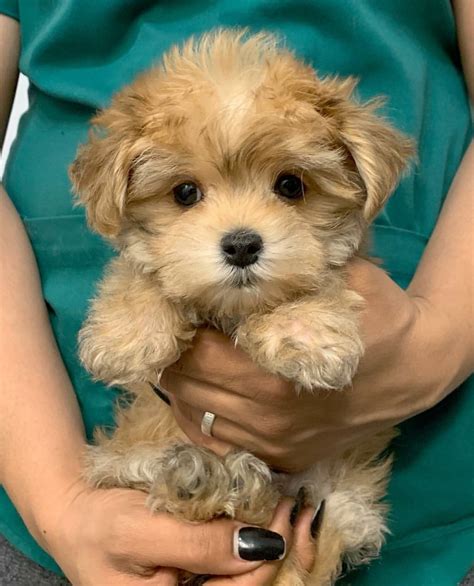 Morkie Mixed With Yorkie