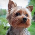 Most Common Problems With Yorkies