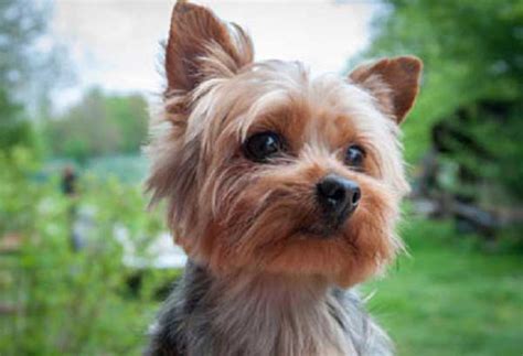 Most Common Problems With Yorkies