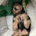 My Yorkie Will Not Potty Train