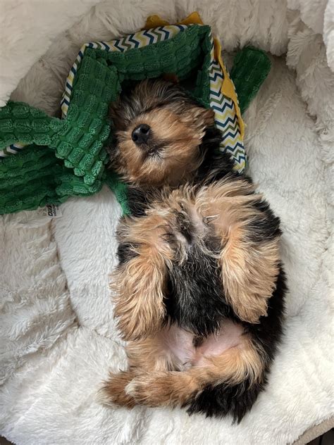 My Yorkie Will Not Potty Train