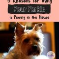 My Yorkie Won T Pee Outside