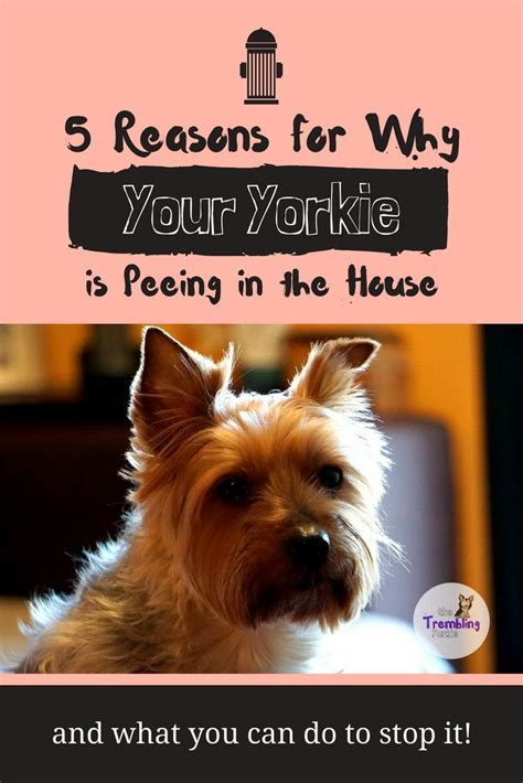 My Yorkie Won T Pee Outside