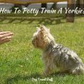 My Yorkie Won T Potty Train