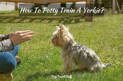 My Yorkie Won T Potty Train