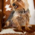 My Yorkies Teeth Are Rotten