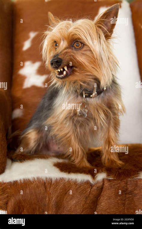 My Yorkies Teeth Are Rotten