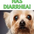 My Yorkshire Terrier Has Diarrhea