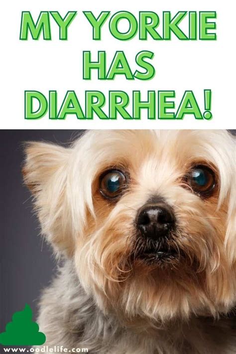 My Yorkshire Terrier Has Diarrhea