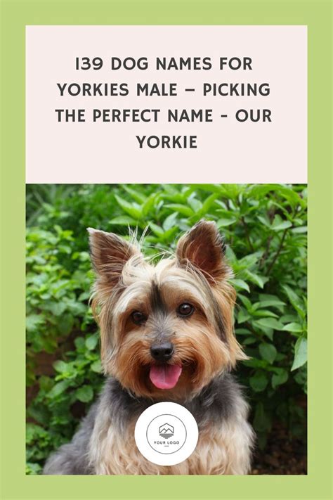 Names For Yorkies Male Dogs