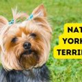 National Yorkie Day